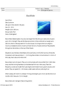 Blue whale comprehension 2
