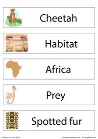 Cheetah flashcard - set of 5