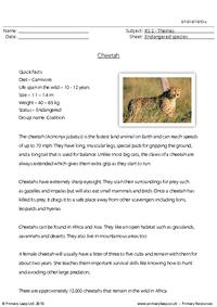 Cheetah comprehension