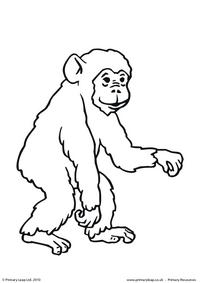 Chimpanzee colouring page 1