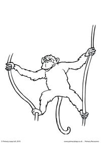 Chimpanzee colouring page 4