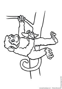 Chimpanzee colouring page 5