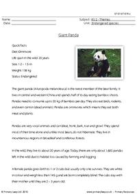 Giant panda comprehension 2