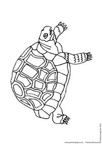 Green sea turtle colouring page