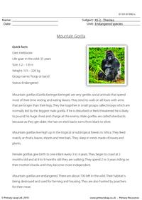 Mountain gorilla comprehension