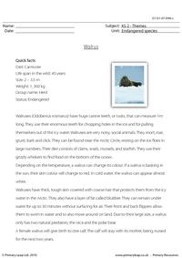 Walrus comprehension