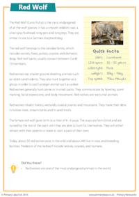 Reading Comprehension - Red Wolf