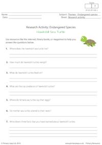 Research Activity - Hawksbill Sea Turtles