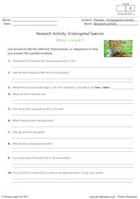 Research Activity - Amur Leopard 