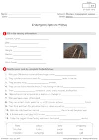 Endangered Species - Walrus