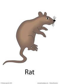 Halloween flashcard - rat