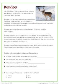 Reading comprehension - Reindeer