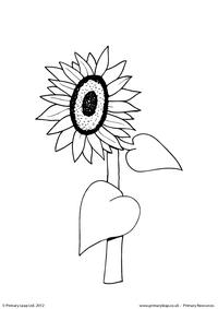 Sunflower - Colouring page