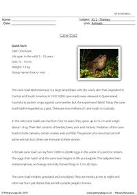 Cane toad comprehension