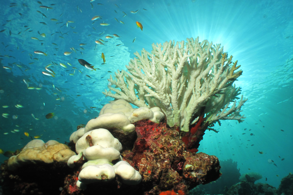Geography: Dying Coral: Level 1 activity for kids | PrimaryLeap.co.uk